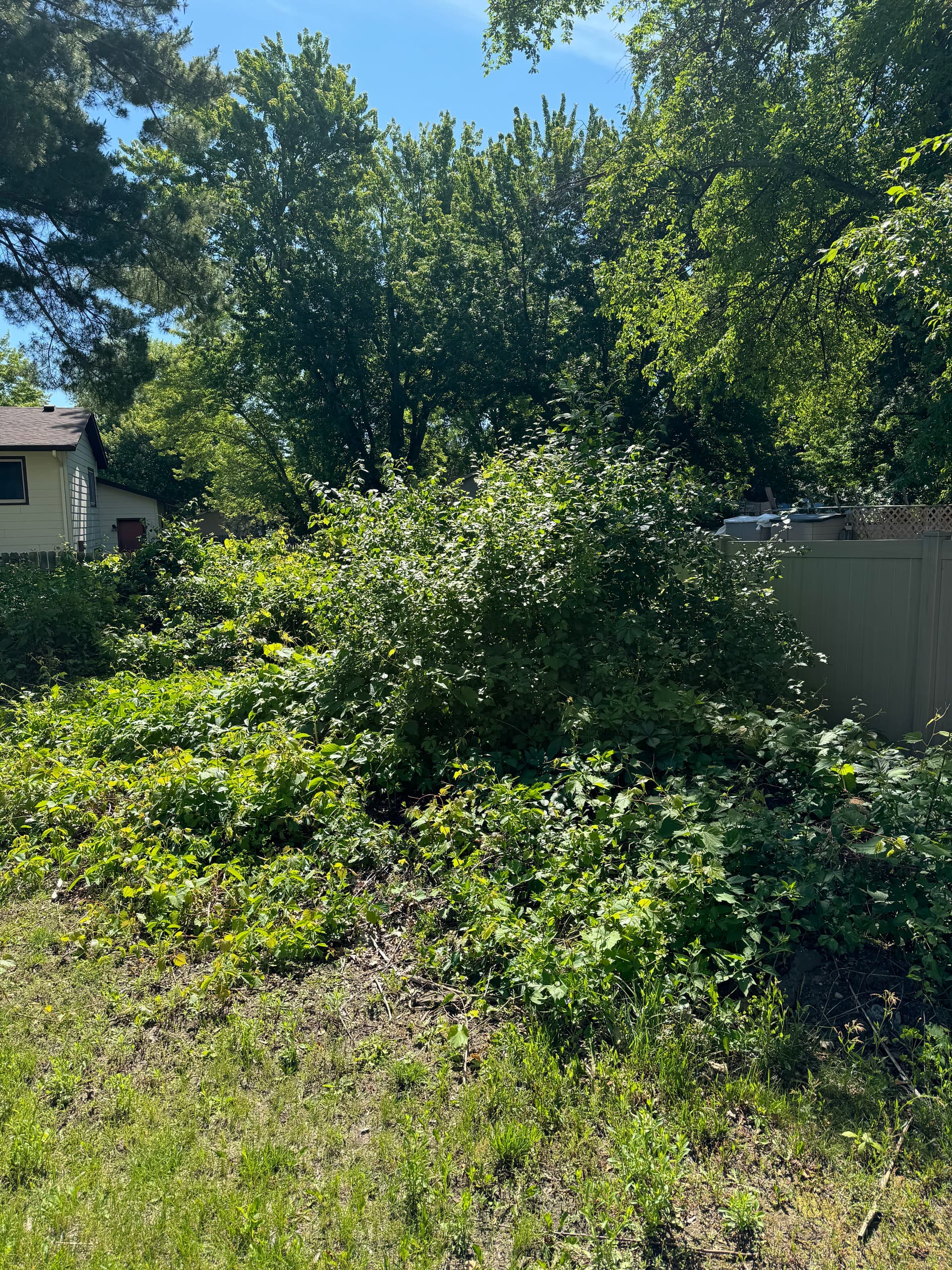Backyard Clearing in Lino Lakes
