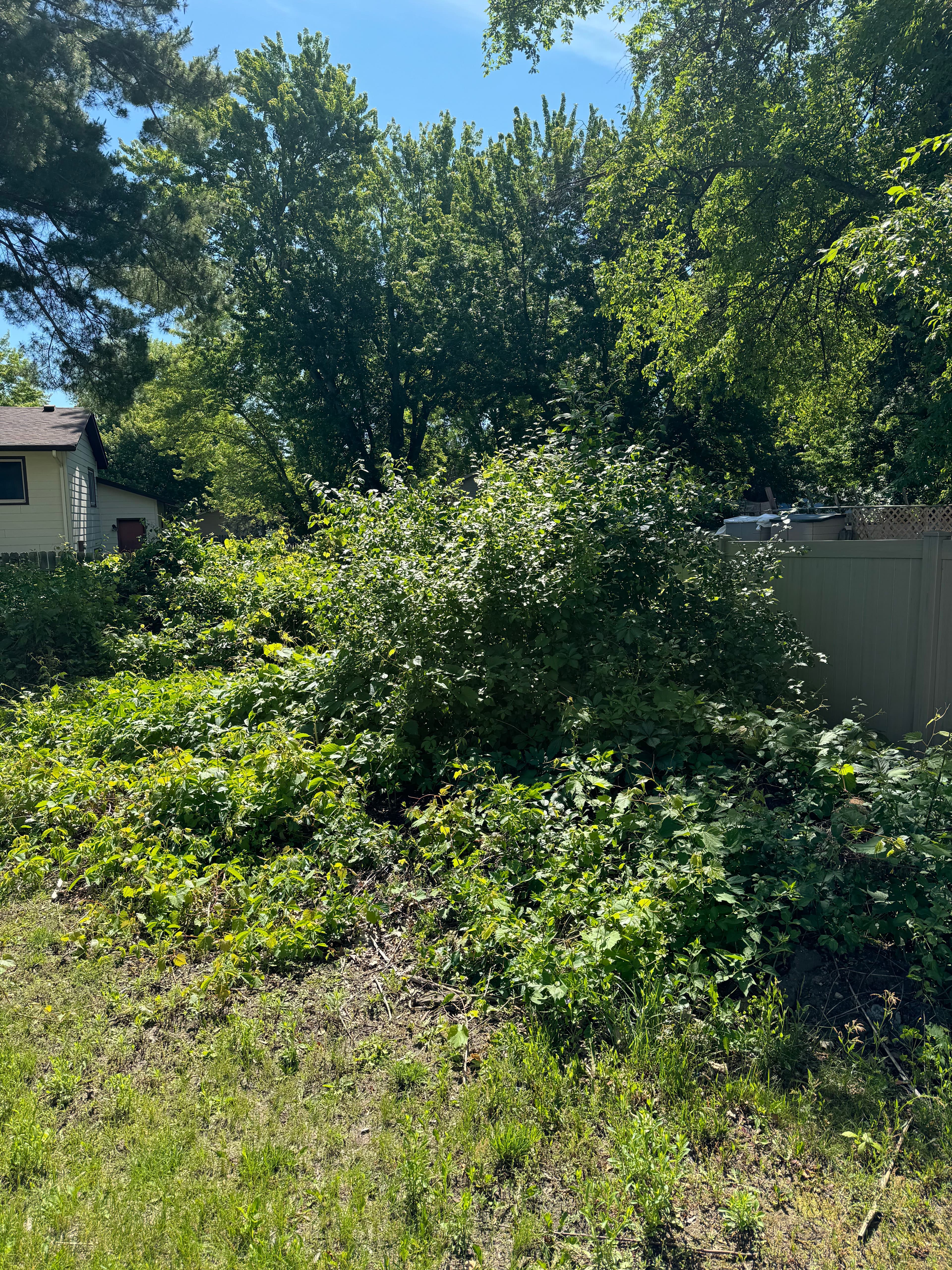 Project Backyard Clearing in Lino Lakes image