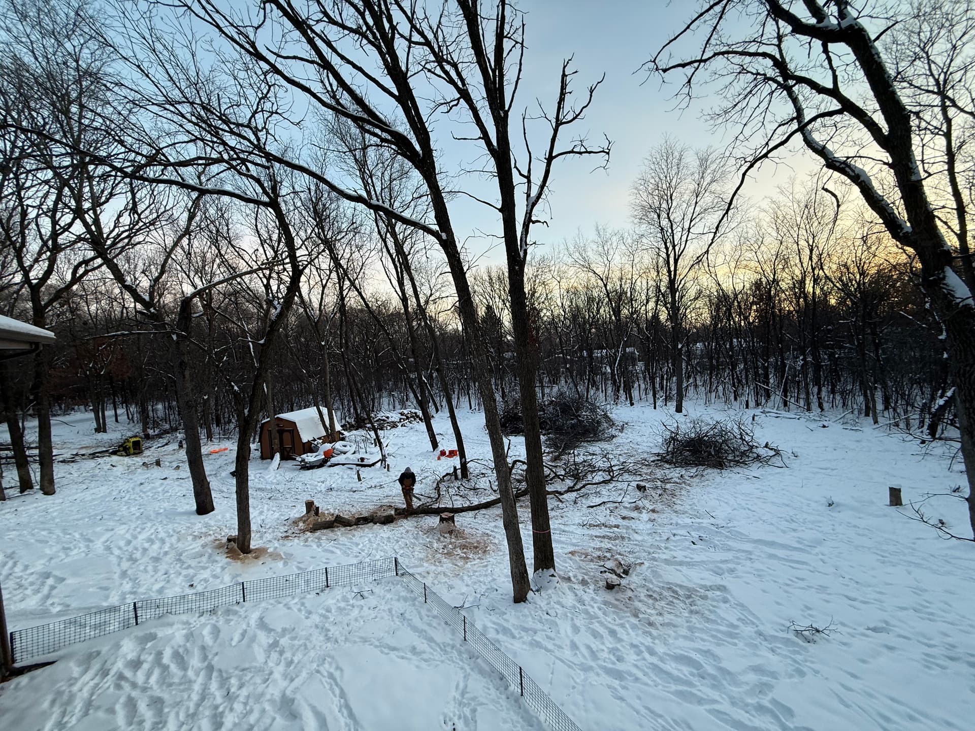 Efficient Tree Removal Project in Andover