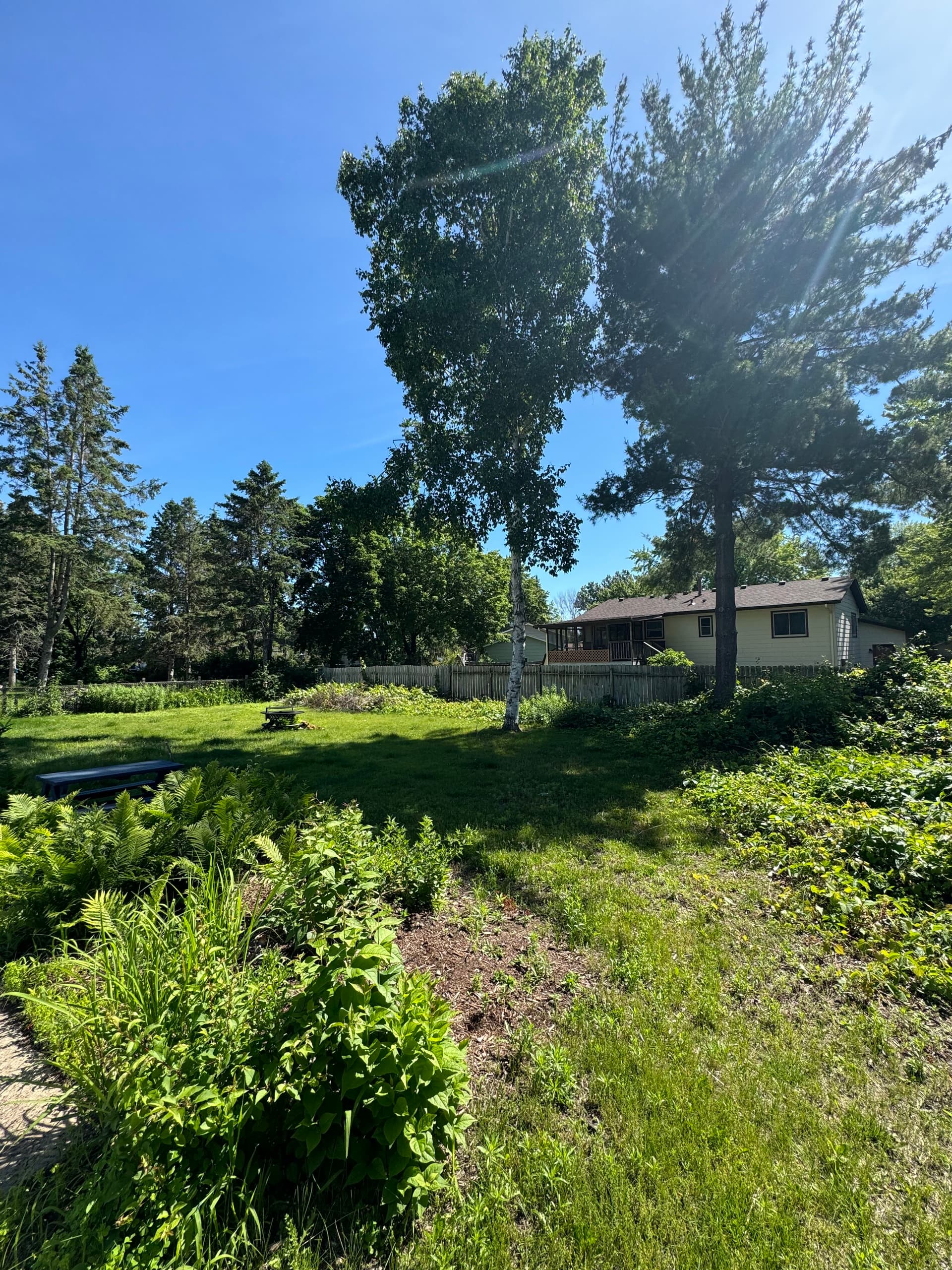 Gallery photos for Backyard Clearing in Lino Lakes: Image #2