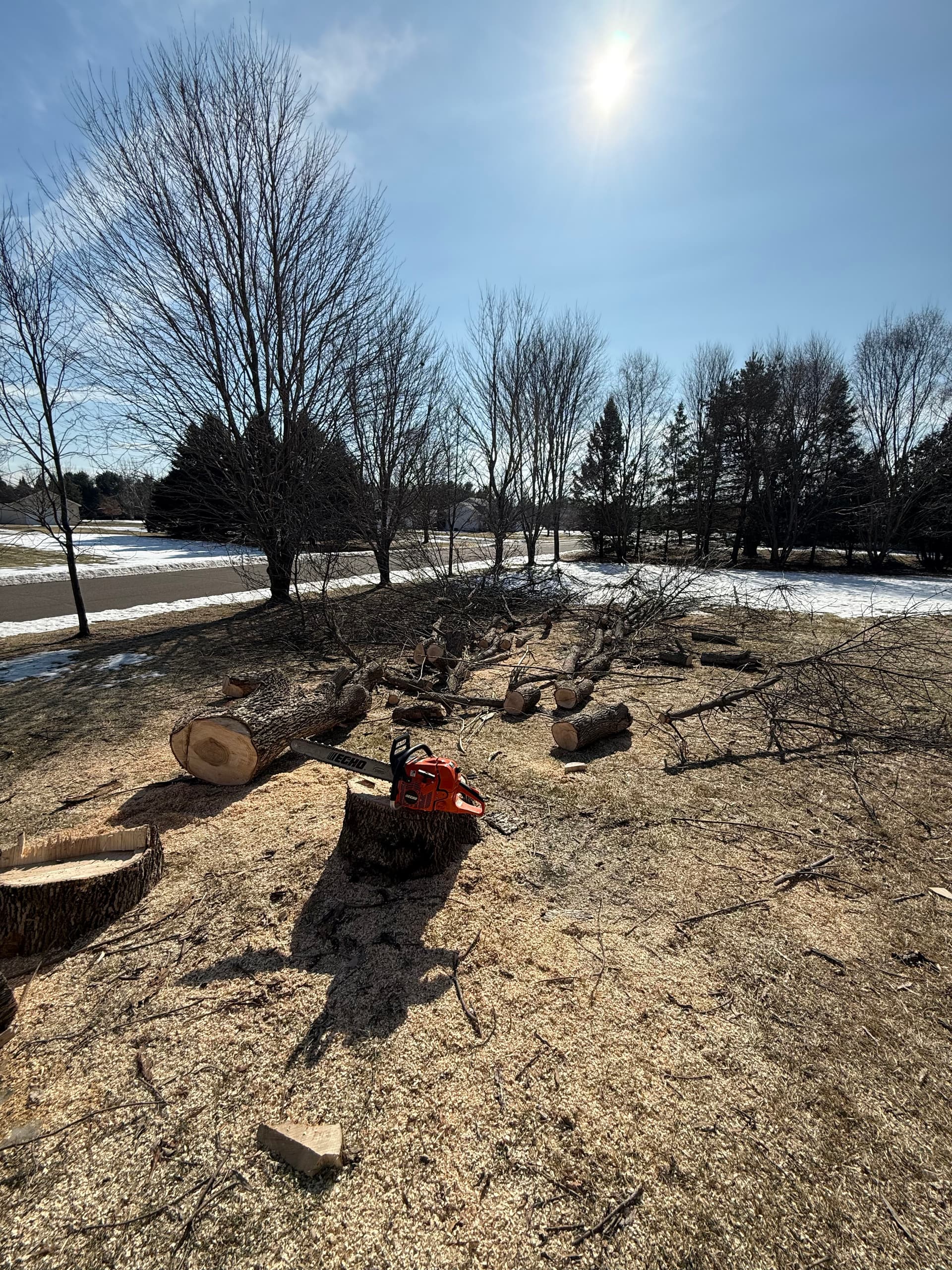 Tree Removal Project in East Bethel Minnesota