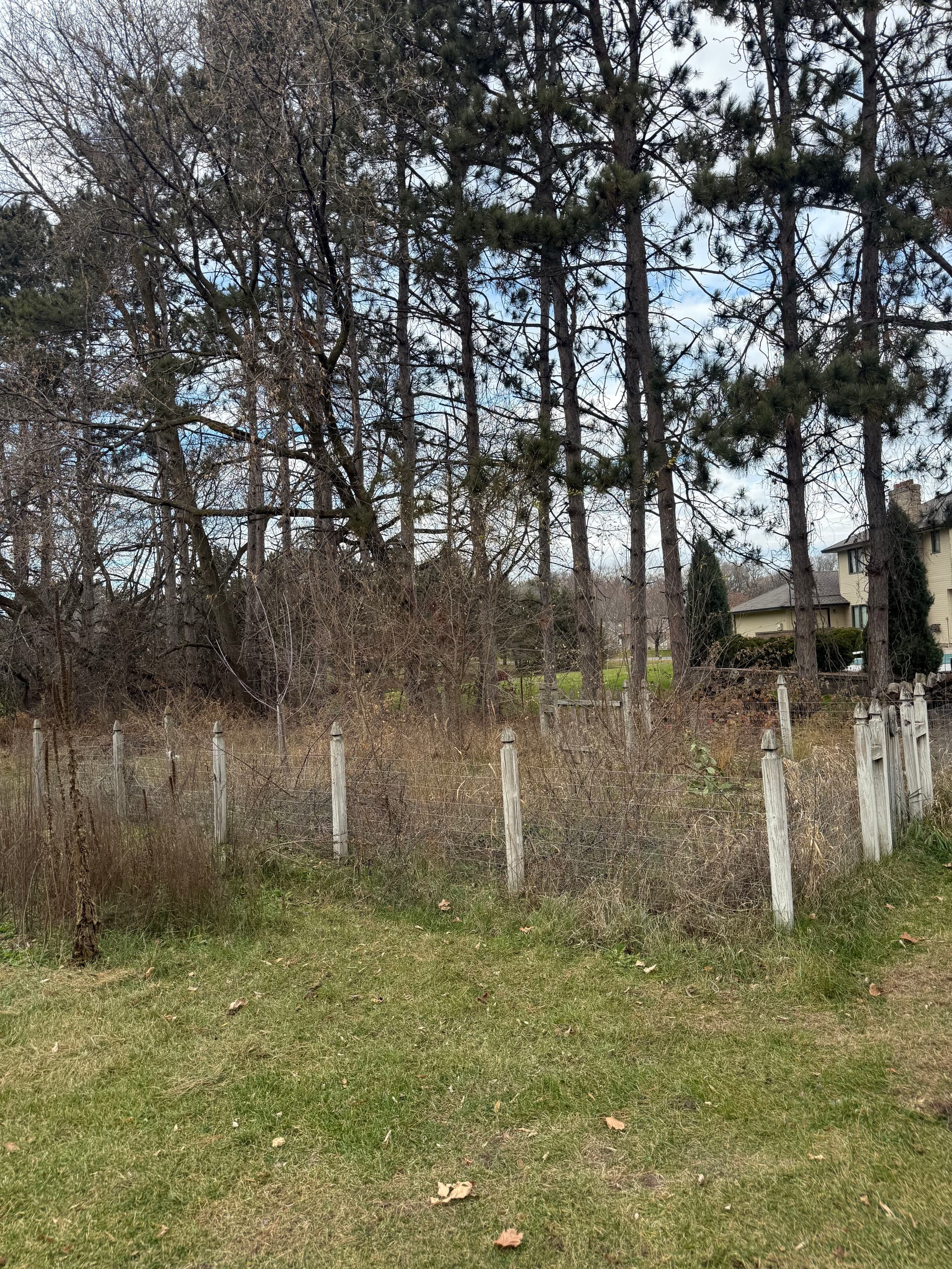 Gallery photos for Brush Clearing Project in Rogers MN: Image #1