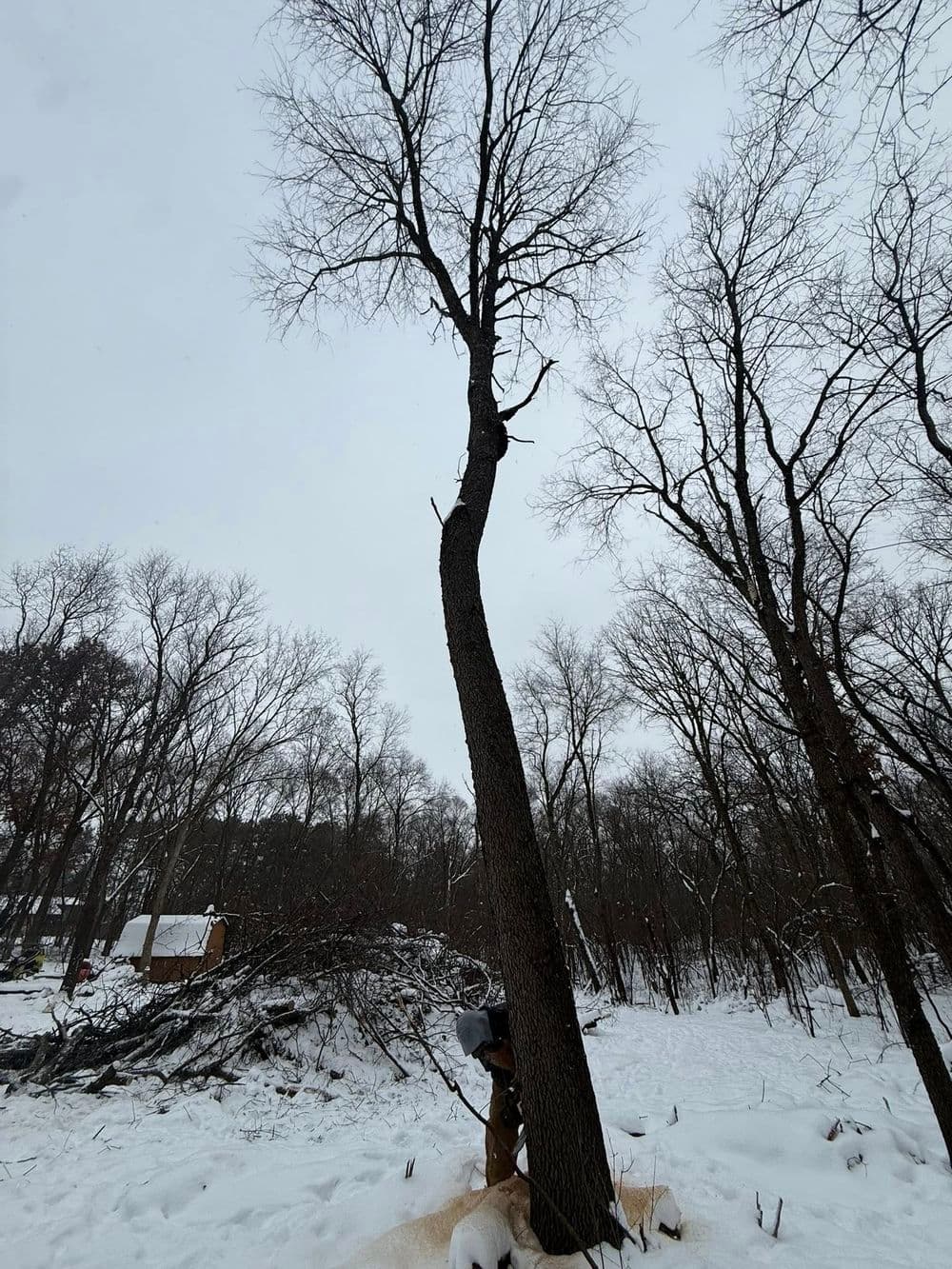 Gallery photos for Tree Removal and Land Clearing in Andover MN: Image #11