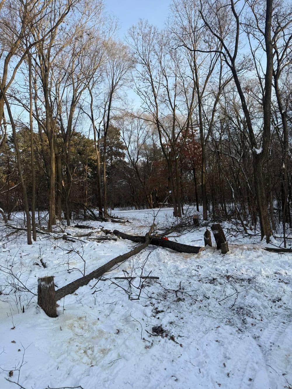 Gallery photos for Tree Removal and Land Clearing in Andover MN: Image #8
